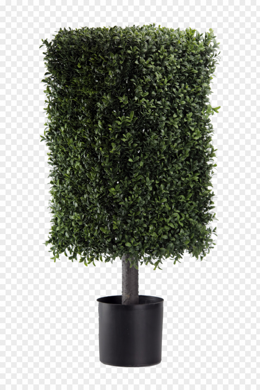Tree Topiary Evergreen Buxus Sempervirens Shrub PNG