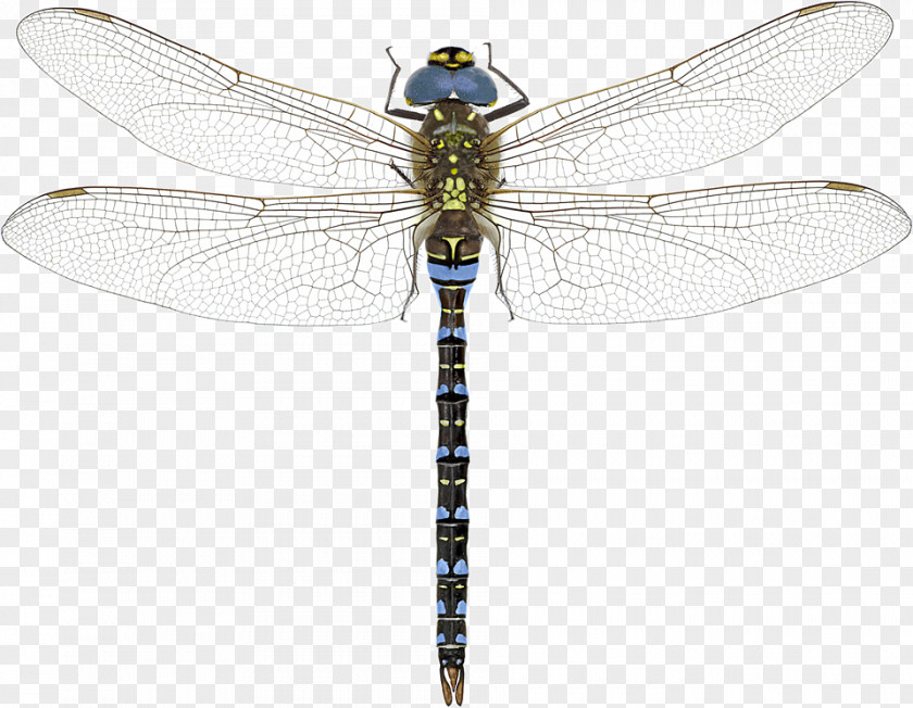 A Dazzle Of Dragonflies Dragonfly? Southern Hawker Azure PNG