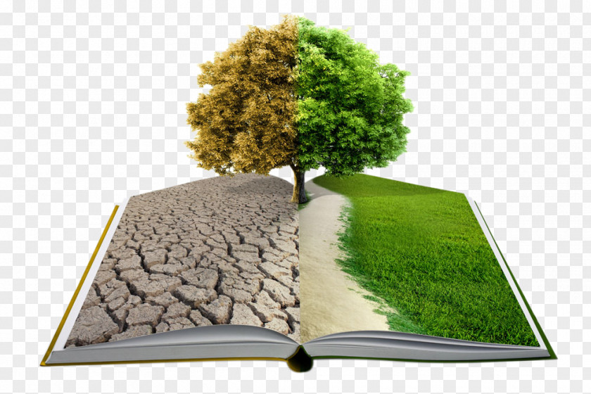 Creative Books On Trees Book Tree Stock Photography Publishing Stock.xchng PNG