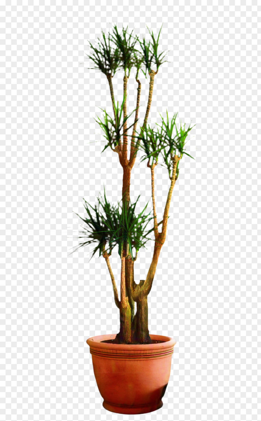 Dracaena Fragrans Houseplant Bonsai Flowerpot Tree PNG