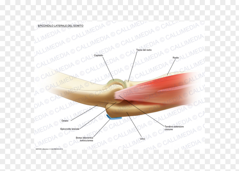 Elbow Cartoon Lateral Epicondyle Of The Humerus Tennis Medial PNG