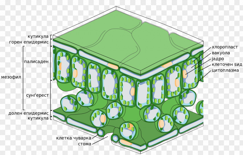 Leaf Palisade Cell Biology Function PNG