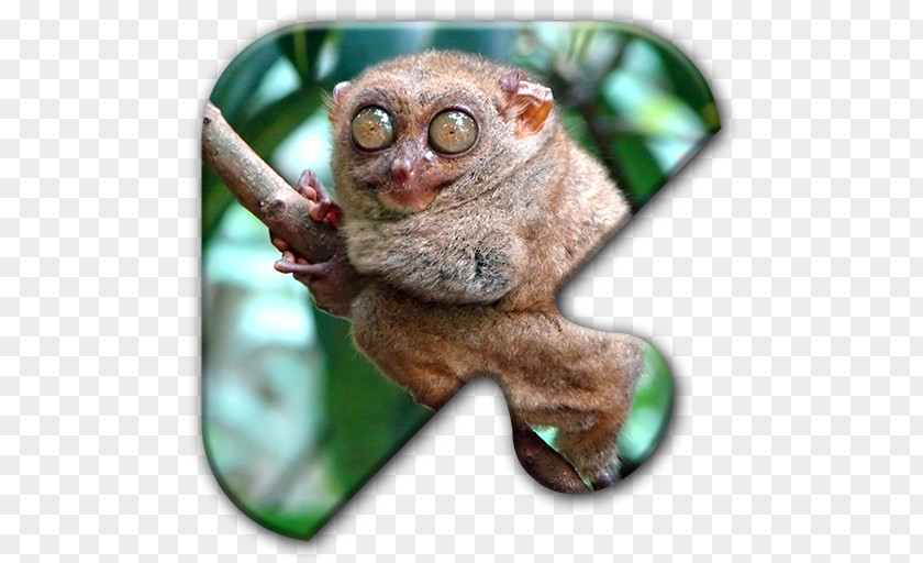 Monkey Pygmy Slow Loris 21 Strange Animals That Live In The Desert: Extraordinary Animal Photos & Facinating Fun Facts For Kids Primate Spectral Tarsier PNG