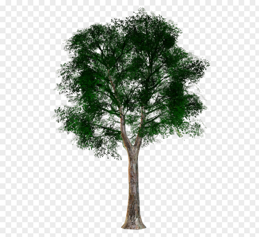 Tree Woody Plant Trunk Branch PNG