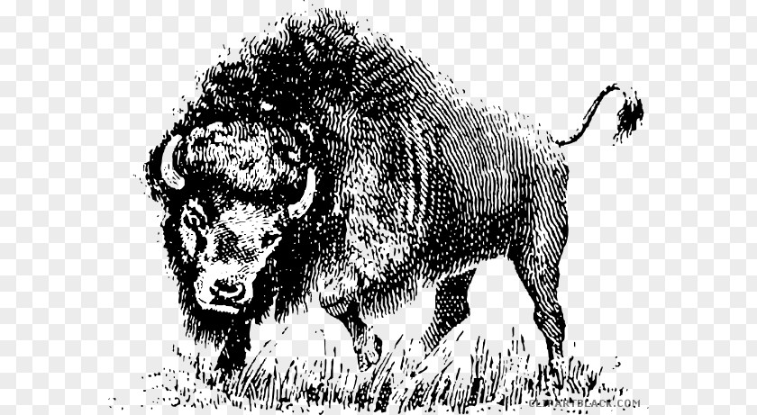 Buffalo Head Black And White American Bison Clip Art Vector Graphics Openclipart Image PNG