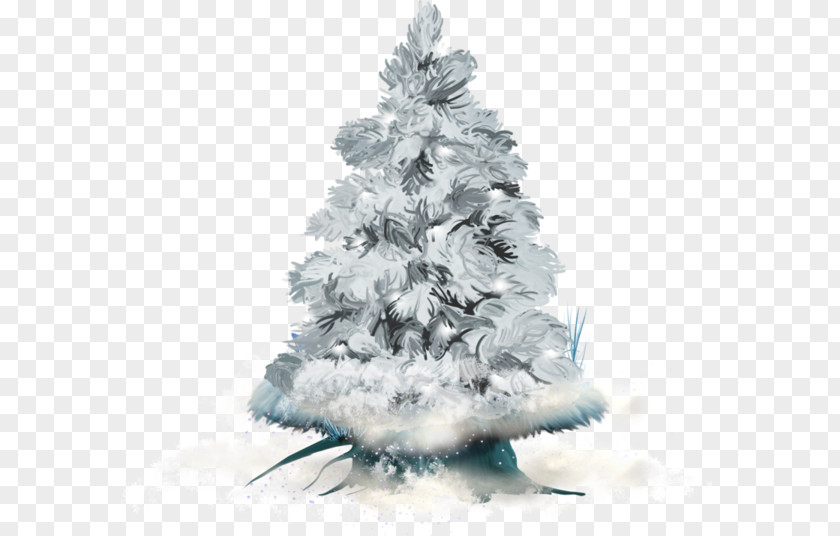 Christmas Tree Winter Fir PNG