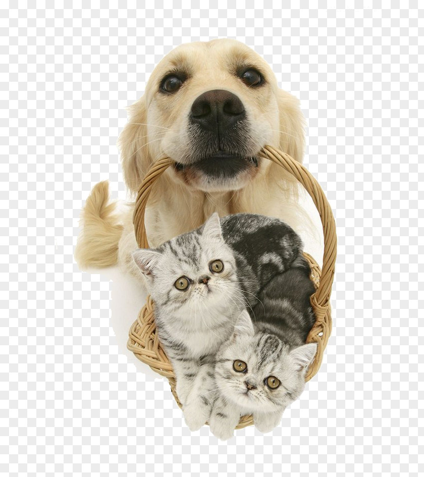 Dog And Cat PNG and cat clipart PNG