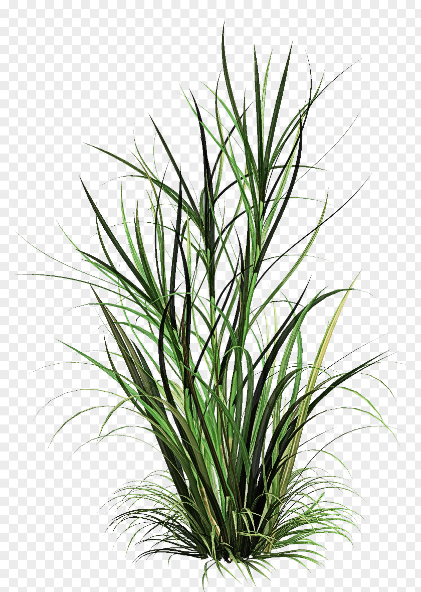 Grass Plant Flower Terrestrial Family PNG