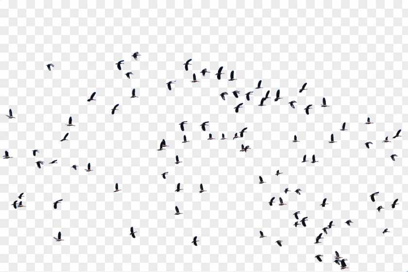 Gull Bird Flight Flock Masjid Al Rayyan Animal Migration PNG