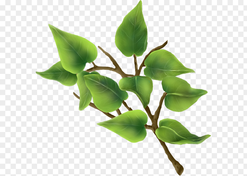 Leaf Plant Stem Herb PNG