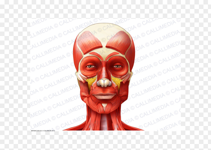 Nose Muscle Anatomy Neck Muscular System Head PNG