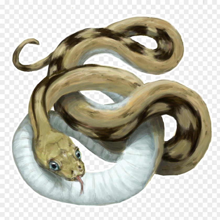 Snake Boa Constrictor Colubrid Snakes Rat Grumpy Cat PNG