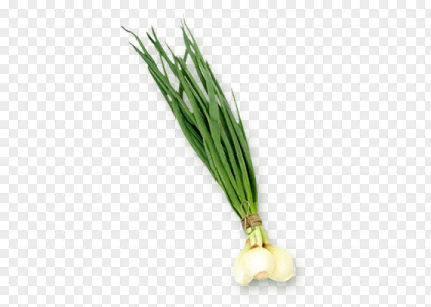 Onion Allium Fistulosum Leek Scallion Clénay PNG