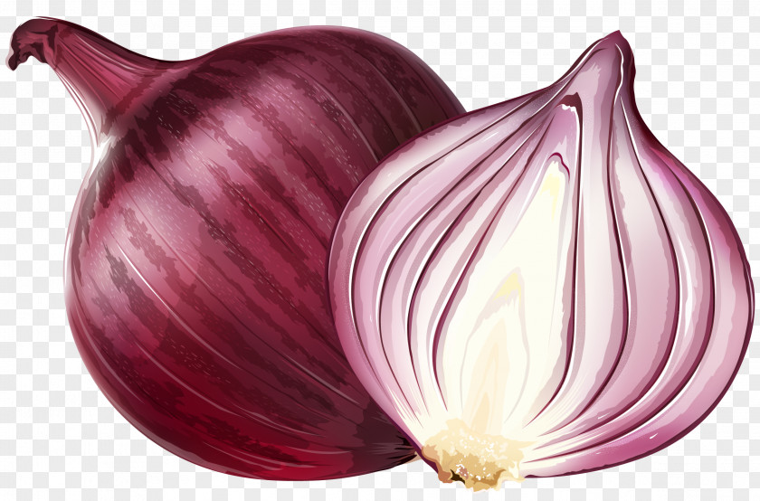 Purple Onions Red Onion Euclidean Vector Illustration PNG