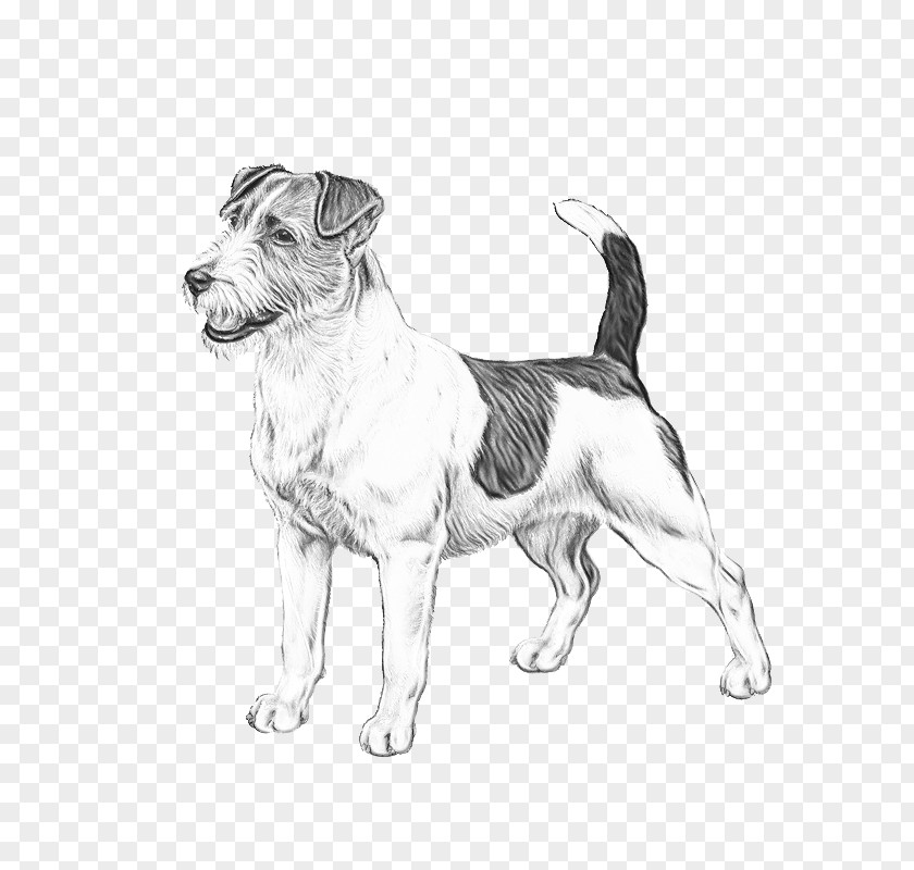 Sealyham Terrier Sporting Group Fox Drawing PNG