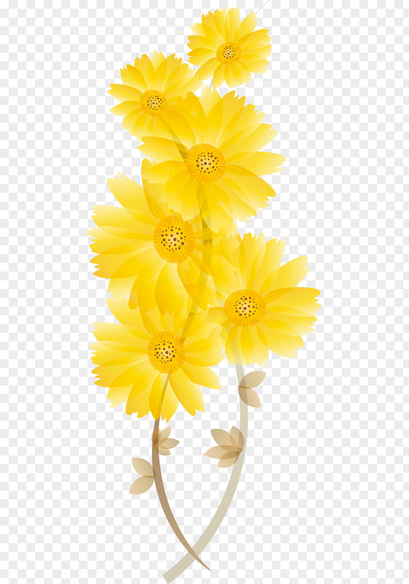 Chrysanthemum Chrysanths PNG