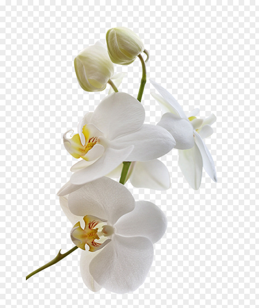 Flower Orchids Blog Clip Art PNG