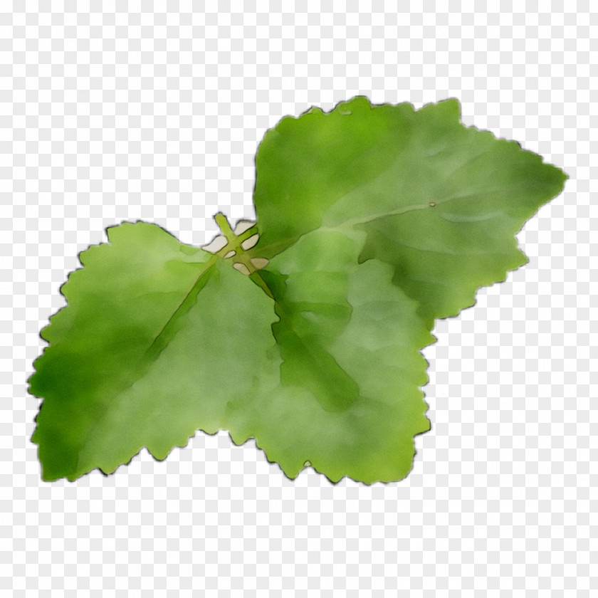 Leaf Greens PNG