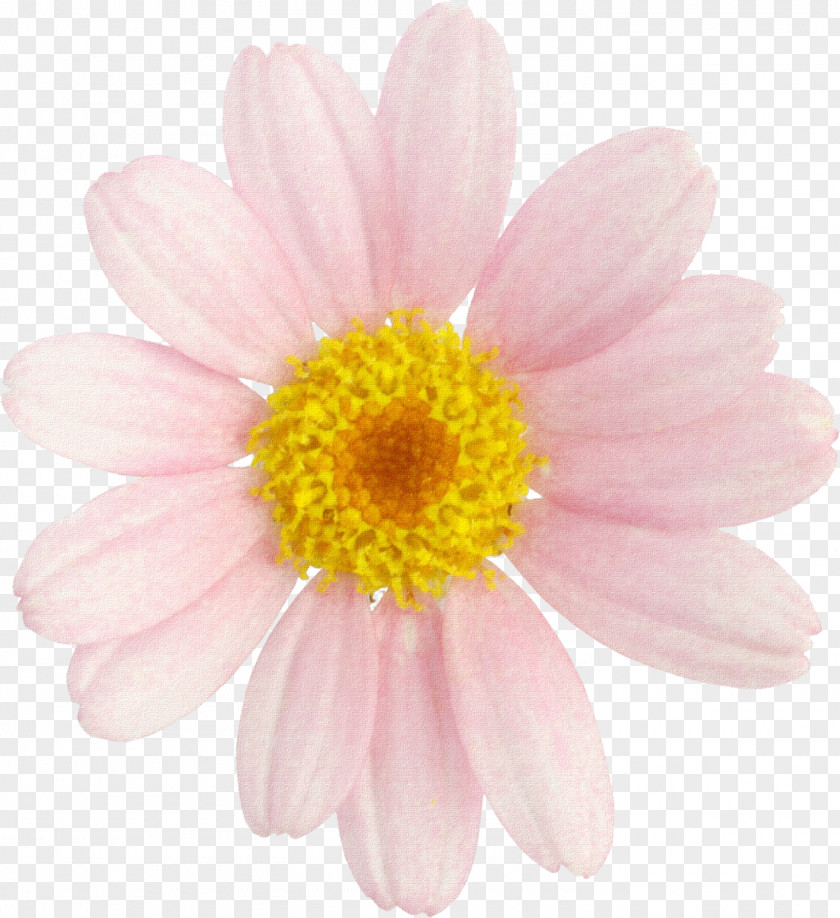 Margarita Male Testosterone Marguerite Daisy Chrysanthemum Cut Flowers PNG