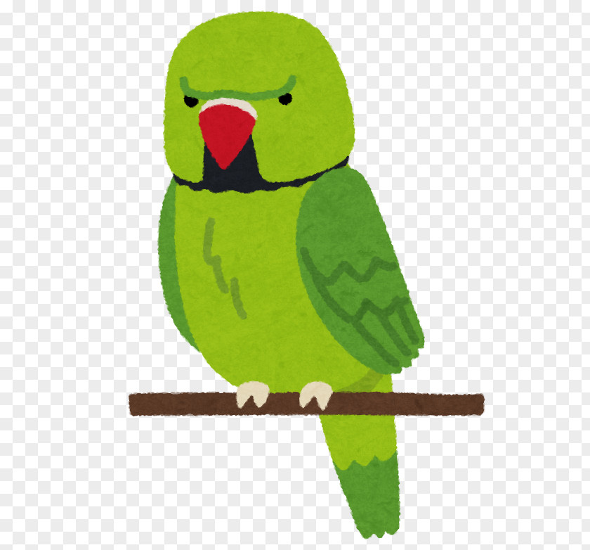 Parrots Rose-ringed Parakeet Bird Beak Cat PNG