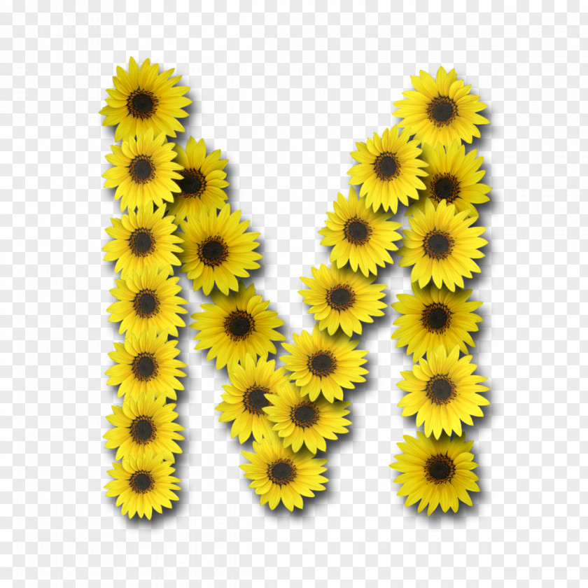 Sunflower Letter Case Alphabet Common PNG