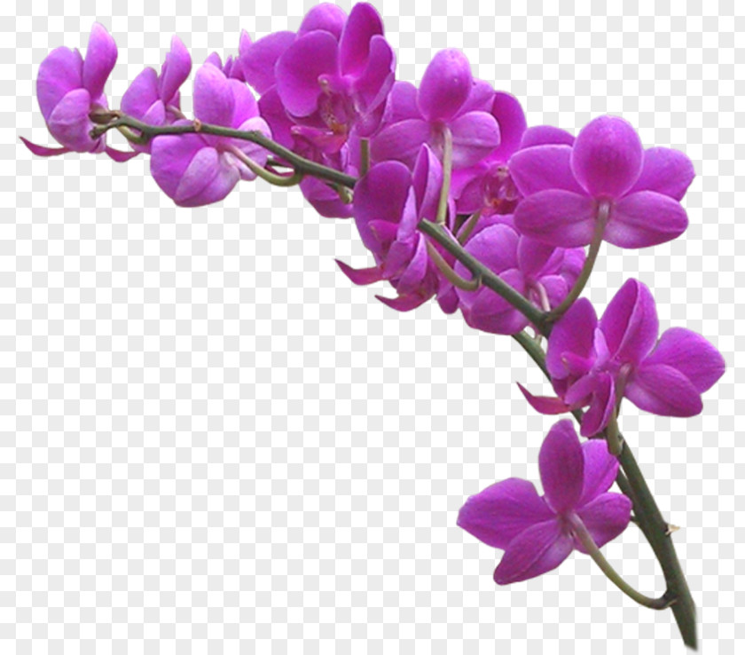 Violet Orchids Clip Art JPEG PNG