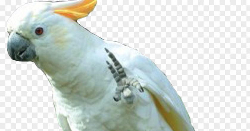 Bird Sulphur-crested Cockatoo Cockatiel Budgerigar PNG