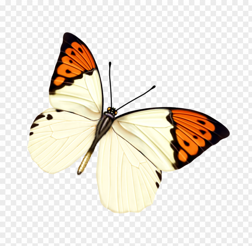 Butterfly Insect Transparency And Translucency PNG