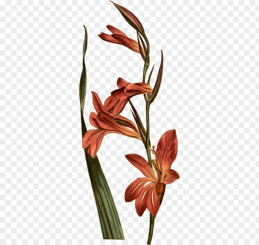 Curti Pennant Drawing Image Iris Family Gladiolus Italicus Illustration PNG
