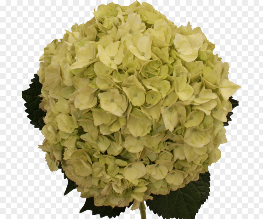 Hydrangea Hydrangeaceae Cut Flowers Petal PNG