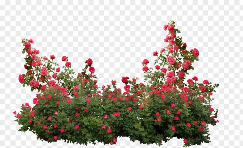 Rose Bush Garden Roses Memorial Shrub Flower PNG