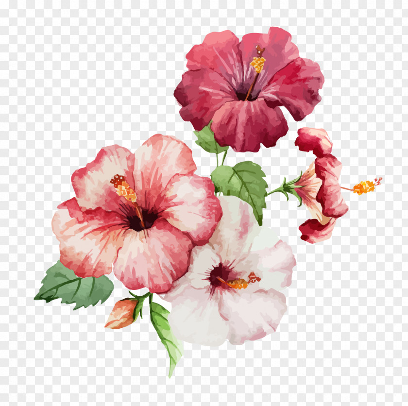 Watercolor Flowers Hibiscus Flower Drawing Painting PNG