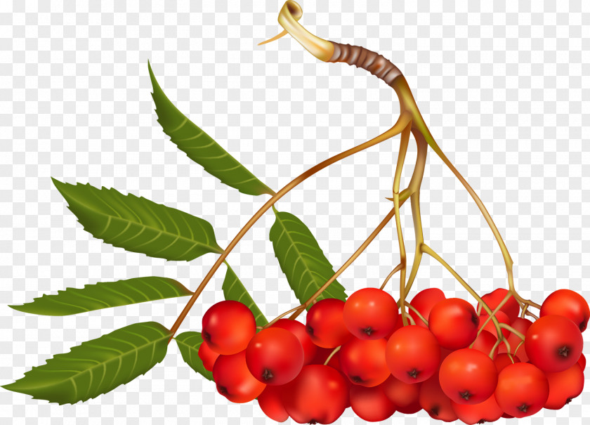Berries Mountain-ash Photography Clip Art PNG