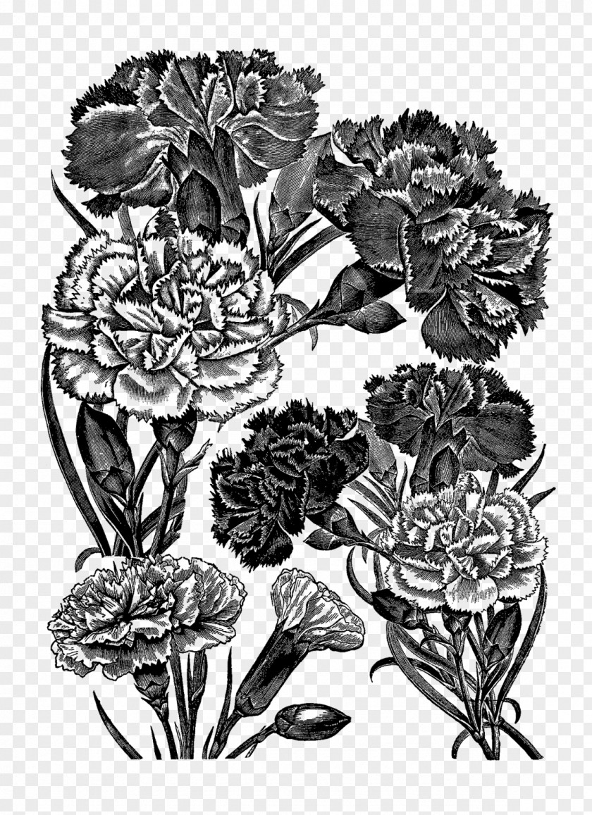 CARNATION Flower Drawing Floral Design Carnation PNG
