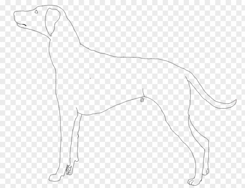 Dalmation Whippet Saluki Italian Greyhound Sloughi Spanish PNG