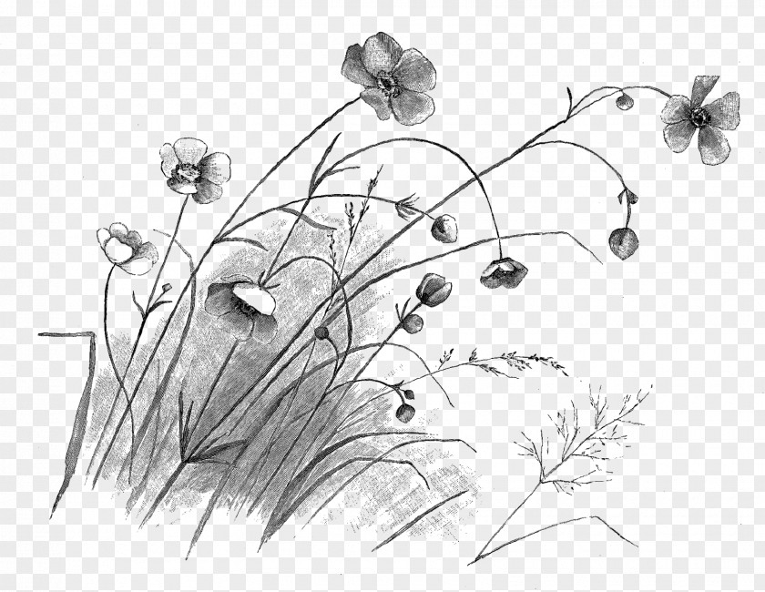 Flower Illustration Drawing Floral Design Sketch PNG