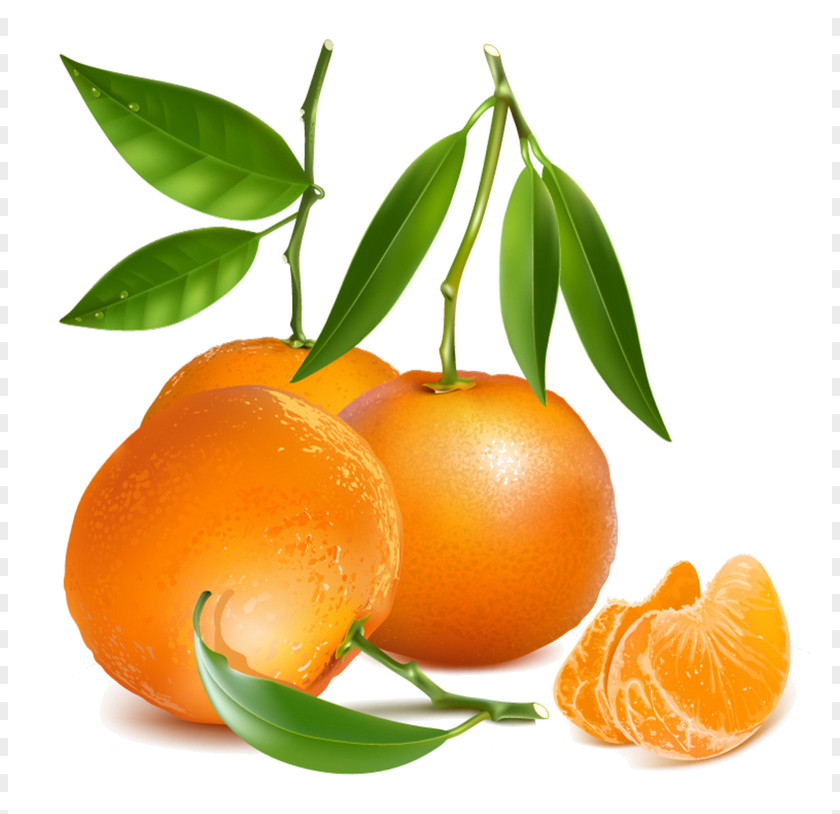 Fruits Vector Tangerine Royalty-free Drawing Mandarin Orange PNG