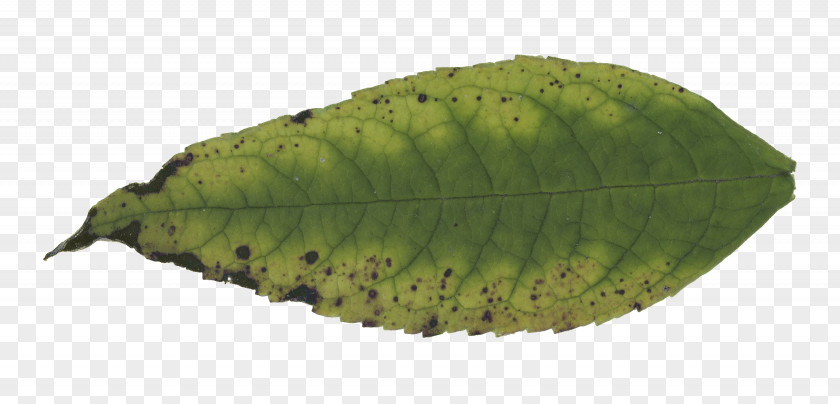 Leaf Download Plant Pathology Navigation 17 September PNG