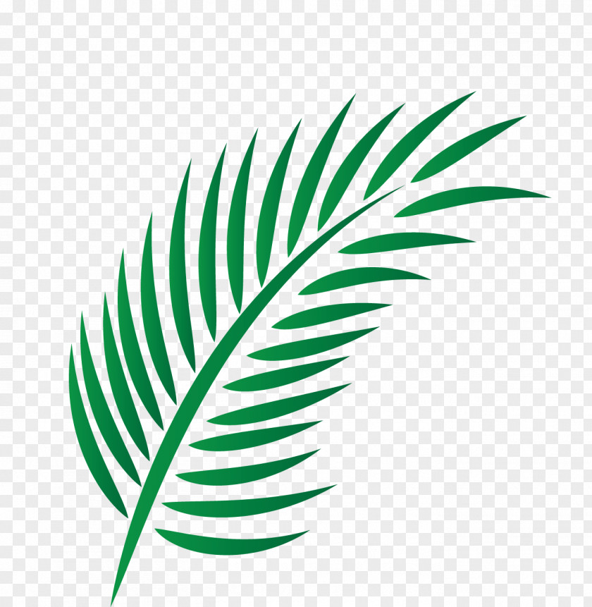 Palm Border Leaf Arecaceae PNG