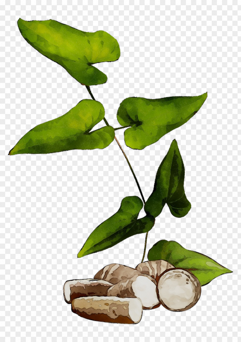 Plant Stem Leaf Fruit Tree Plants PNG