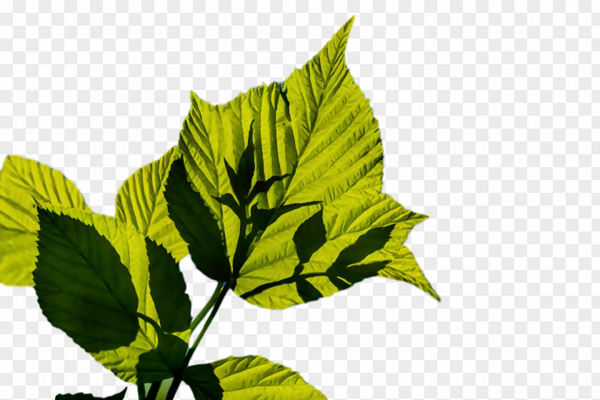 Plant Stem Leaf Herb Plants Science PNG