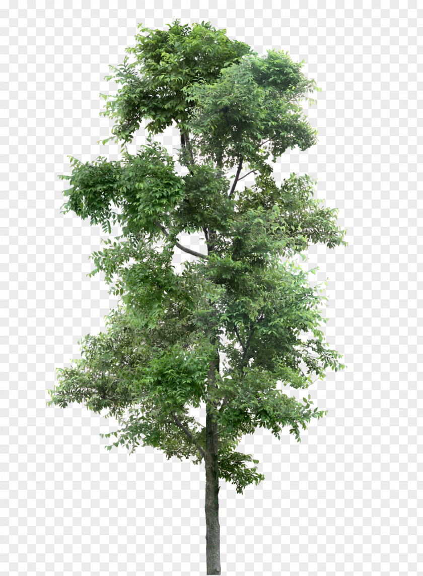 Arbol Tree PNG