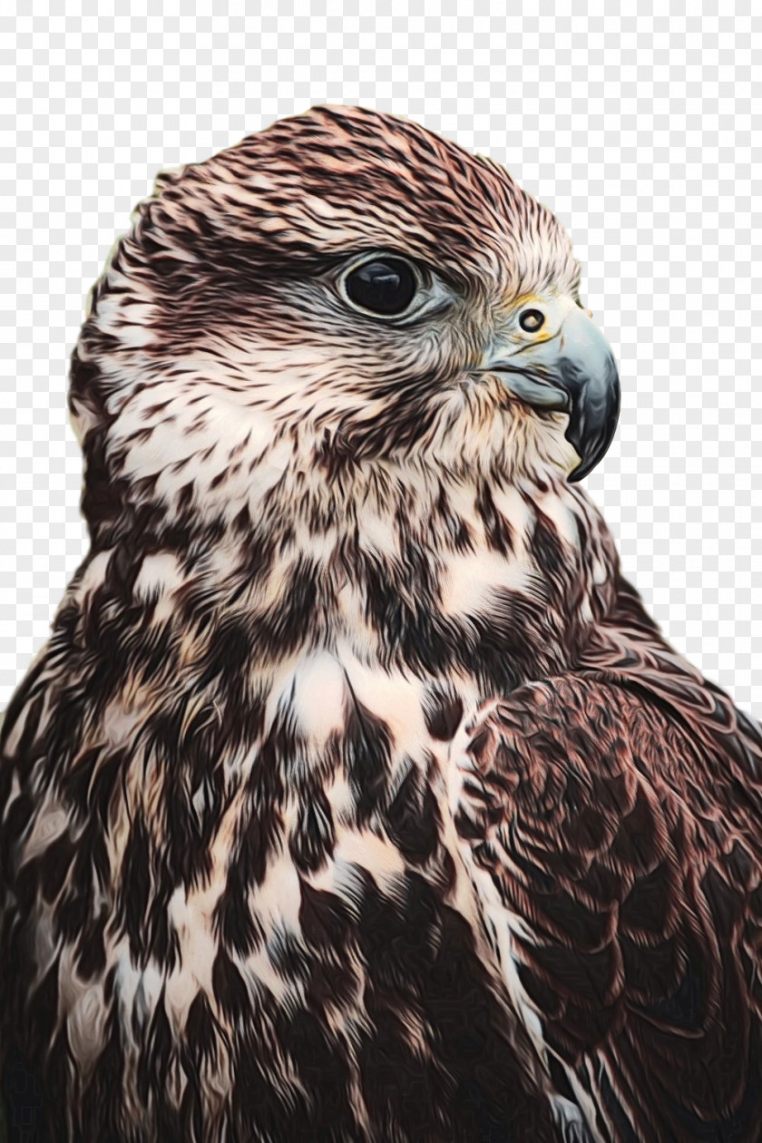 Bird Of Prey Hawk Photography Falcon PNG