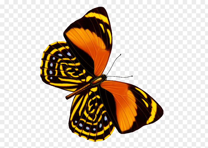 Butterfly Web Browser Graphic Design PNG