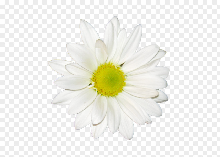 Chrysanthemum Tea Clip Art PNG