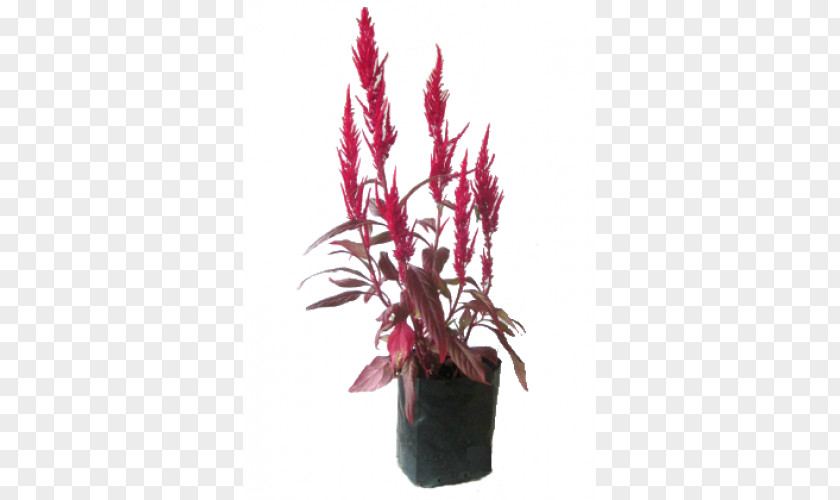 Houseplant Flowerpot Pink M Amaranthaceae PNG