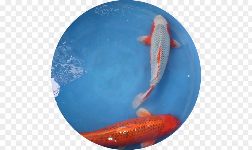 Japanese Koi Kōhaku Goldfish Carp Japan PNG
