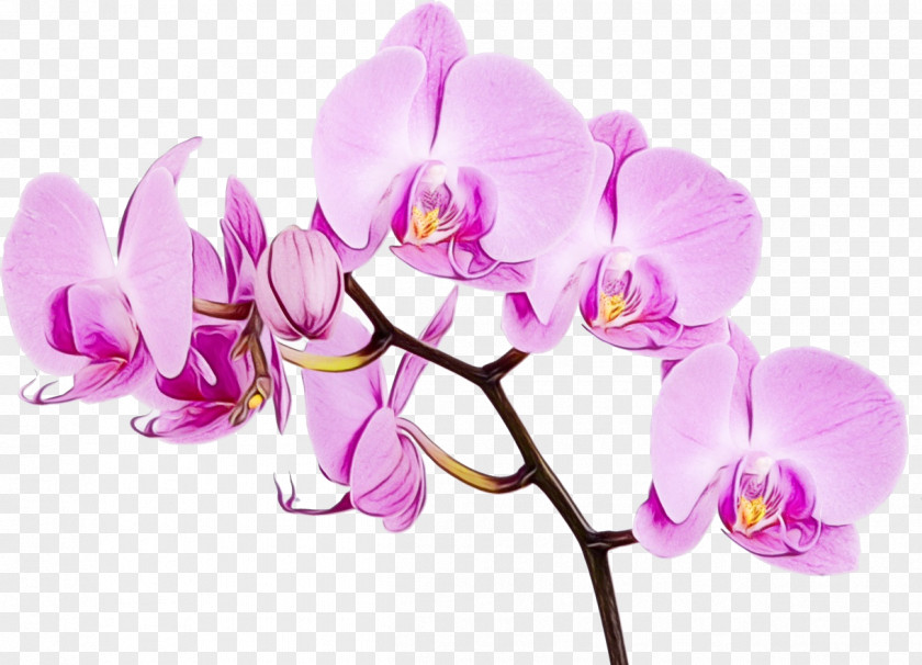 Moth Orchids Flower Mural Wall PNG
