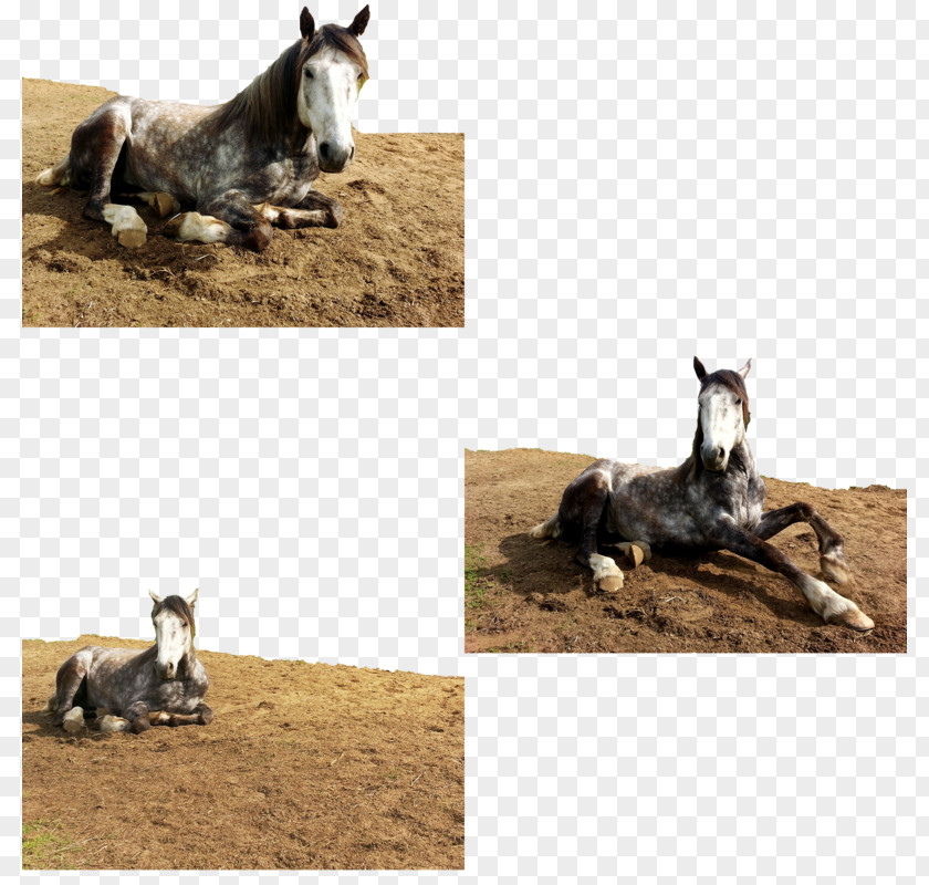 Mustang Mare Foal Stallion Donkey PNG