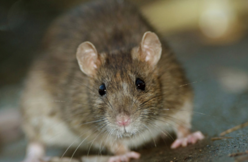 Rat & Mouse Brown Rodent House Black Infestation PNG